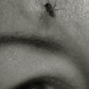 Mouche_card