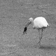 Egret_with_frog_b_w_card