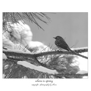 Whereisspring_card