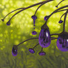 Cyphomandra_vitra_thumb