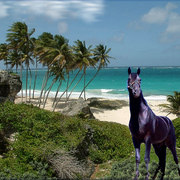 909-tropical_stallion_card