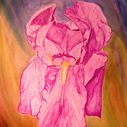 Pruple_iris_card