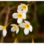 Alpine_bluets_card