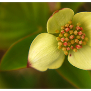 Bunchberry_card