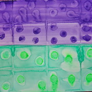 Purple_and_green_dominos_card