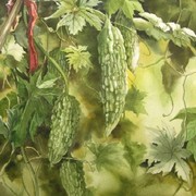 Bitter_melons_20x32_card
