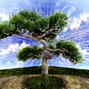 Thetree_card