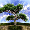 Thetree_thumb