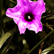 Pink_and_dark_green_card