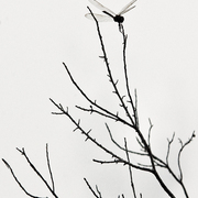Dragon_fly_on_twig_card