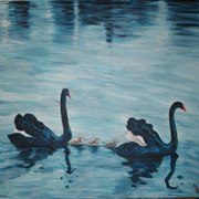 Cisnes_1_card
