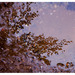 Pond__1__square