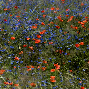 Poppies_in_blue_card