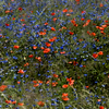 Poppies_in_blue_thumb