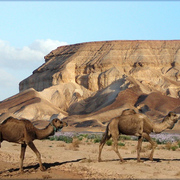 914-desert_card