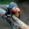 Fly_thumb