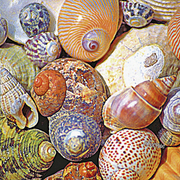 Conchiglie_60x40x3_card