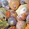 Conchiglie_60x40x3_thumb