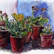 Primula_card