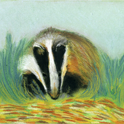 Barsuk_card