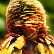 Jungle_fashions_card
