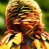 Jungle_fashions_thumb