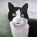 Cat_square