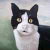 Cat_thumb