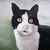 Cat_tiny_square