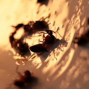 Abstraction1_card