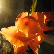 Gladiolas_004_card