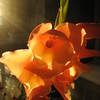Gladiolas_004_thumb