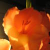 Gladiolas_009_thumb