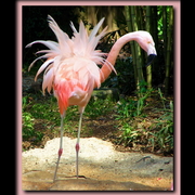Bad_hair_day_framed_card