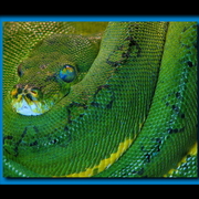 Snake_eyes_framed_card