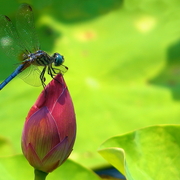 Spring_in_the_lotus_pool_card