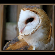 Angel_owl_framed_card