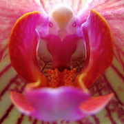 Bird_in_the_flower_-_cafepress_mousepad_card