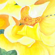 Goldnwngs_002_card