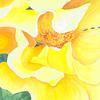 Goldnwngs_002_thumb