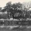 Bayou_cemetary_thumb