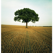 Wheat_tree_web_card