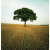 Wheat_tree_web_thumb
