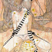 Moccha_mosche_bear_150_square