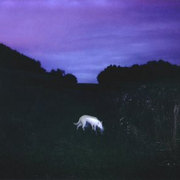 Dog_card
