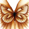 Butterfly_by_sara_yard_thumb