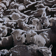 Sheep_1_card