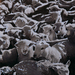 Sheep_1_square