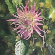 Dahlia_on_grange_ave