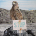 Hawk_square